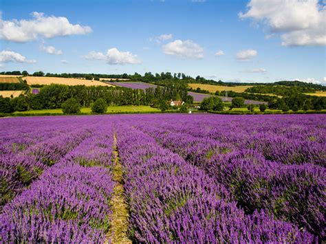 6 Of The Loveliest Places To See Lavender In London | London Lavender Fields