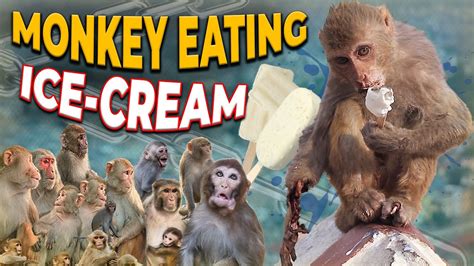 Monkey Eating Ice-cream In Stylish Way | Baby Monkey | Monkey Kaka | Real Monkey | Kudo Animal ...