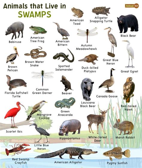 Swamp Animals: List and Facts with Pictures