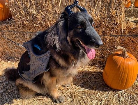 14 Popular German Shepherd Costumes for Halloween - PetPress