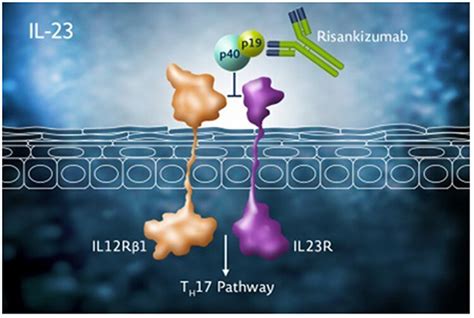 Mechanism of action of risankizumab (used with permission from AbbVie ...