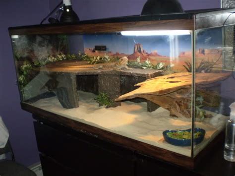 Bearded Dragon . org • View topic - Size lights for 75 gallon? | Bearded dragon cage, Bearded ...