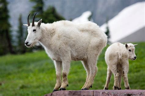 Mountain Goats of Glacier National Park | Etsy