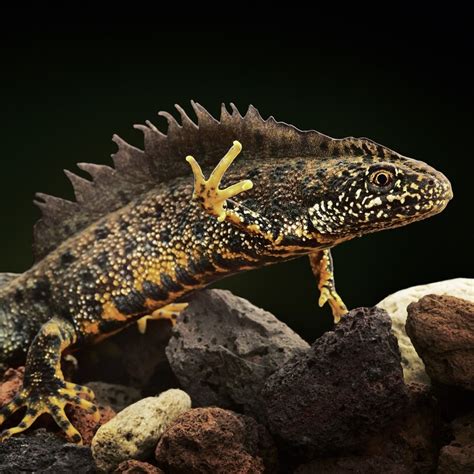 Triturus cristatus, the Northern crested newt, is a real water dragon! This fairly sizable newt ...