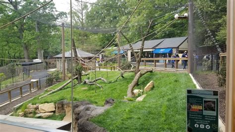 Brandywine Zoo - Lemurs - ZooChat