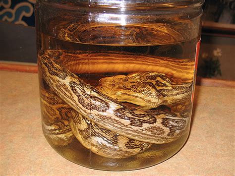 Welcome to Zika Bobby Blog: Japanese Snake Wine: Habu Sake