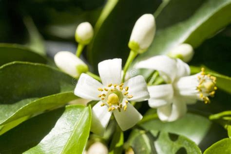 Orange Tree Blossoms stock photo. Image of close, orange - 13740020