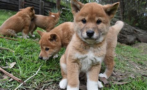 Stop The Internet: These Dingo Puppies are Ridiculously Adorable | The ...