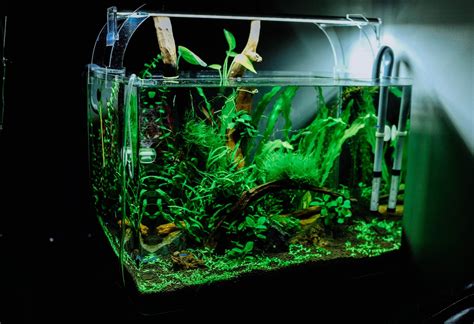 How Long Do Aquaponics Fish Take To Grow? - The Aquaponics Guide