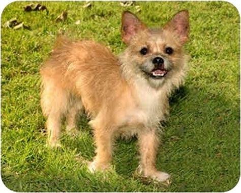 Tessa | Adopted Dog | #573 | Marina del Rey, CA | Norfolk Terrier/Chihuahua Mix