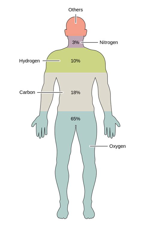 Human body - Wikipedia