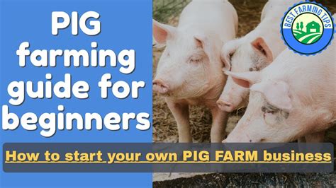 PIG FARMING guide for beginners: How to start your own PIG farm ...