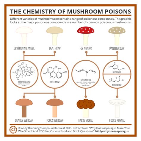 The Chemistry of Poisonous Mushrooms | Compound Interest