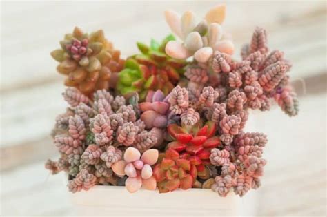 Succulent Bucket List: 30 Exotic Varieties You Need to Collect | Succulent Alley