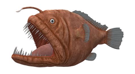 Angler Fish isolated on a Transparent Background 23839409 PNG