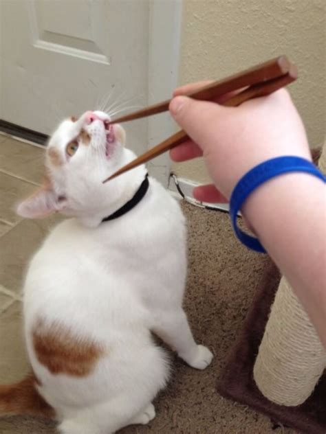 32 Funny Cat Faces Pictures That Will Make You Squeal Like a Kitten