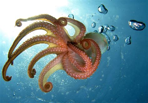 Octopus Symbolism & Meaning (+Totem, Spirit & Omens) – Pet News Live