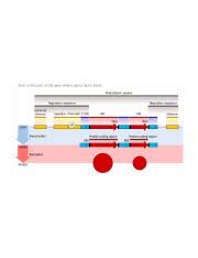 Gene where sigma factor binds.png - Click on the part of the gene where ...