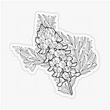 50  New Image Bluebonnet Flower Coloring Page Flowers Texas sketch template