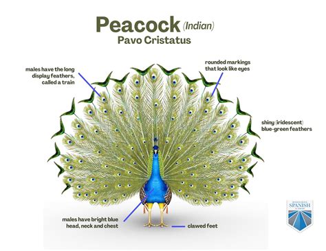 Peacock Facts and Activities (Free Spanish Lessons for Kids)