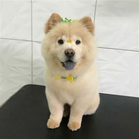 Top 16 Haircuts For The Magnificent Chow Chow - The Goody Pet