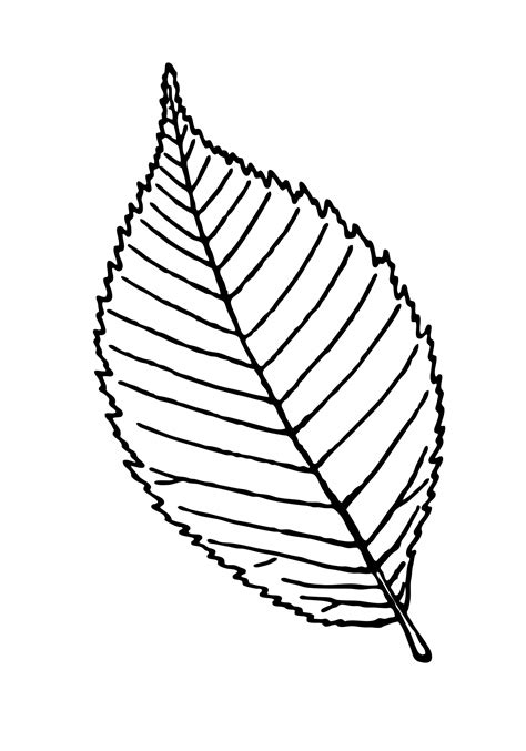 Leaf Outline Clipart Illustration Free Stock Photo - Public Domain Pictures