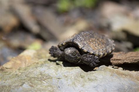 Baby Common Snapping Turtle on a hike through Cuyahoga Valley National Park. : r/wildlifephotography