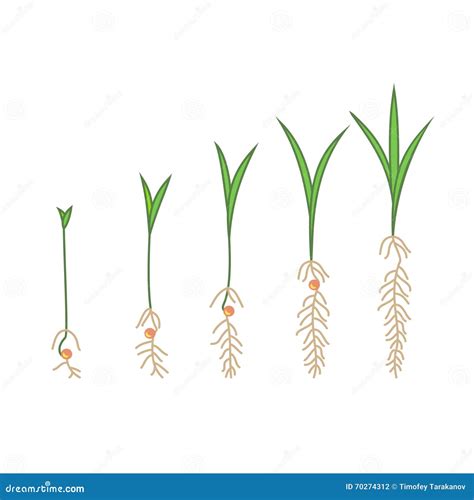 Timeline Infographic Of Planting Tree Process Stock Vector - Image: 70274312