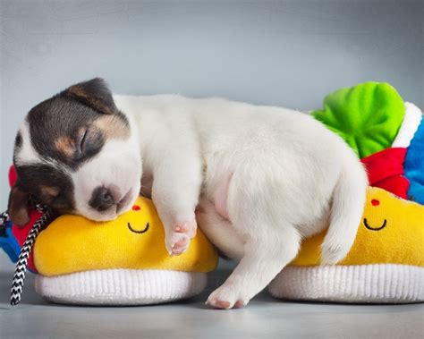 35+ Top Cute Dog Wallpaper Sleeping Free Download | Lumegram