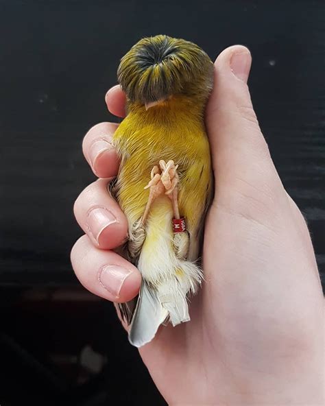 Meet Barry, A Gloster Canary That Has A Fabulous Bowl Feathercut