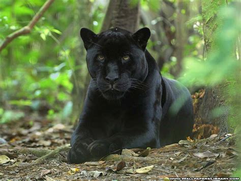 Black Panther - Animals Wallpaper (13128457) - Fanpop