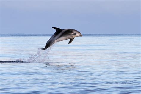 White-beaked dolphin - NAMMCO