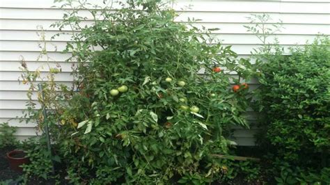 TIME LAPSE OF BEEF STEAK TOMATO PLANTS - YouTube