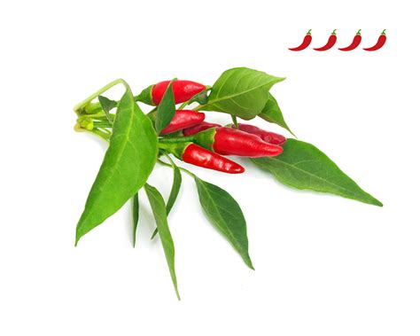 Piri Piri Chili Pepper Plant Pods | Click&Grow – Click & Grow