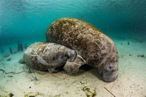 Manatee Rescue & Rehabilitation Partnership - Clearwater Marine Aquarium