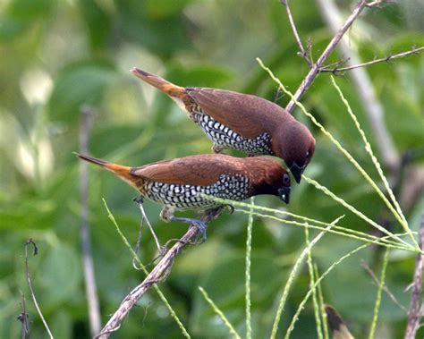 Scaly-breasted munia (Lonchura punctulata)