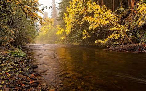 Calm flowing river in the forest HD desktop wallpaper : Widescreen ...