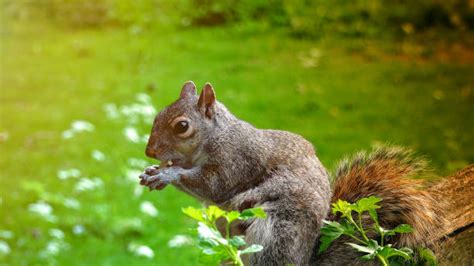 Squirrel Storing Nuts Stock Photos, Pictures & Royalty-Free Images - iStock