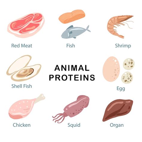 Premium Vector | Source of animal protein in food