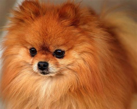 Dream Journal, dream - Fluffies, ginger Pomeranian | Pomeranian dog, Cute pomeranian, Pomeranian ...