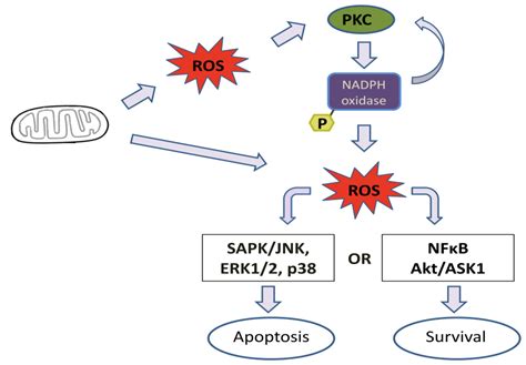 IJMS | Free Full-Text | Cell Signaling through Protein Kinase C ...