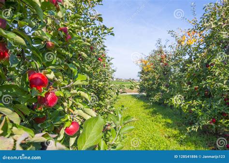 Orchard with Apple Trees in a Green Field in Sunlight at Fall Stock ...