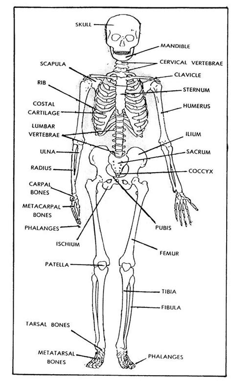 1-1. THE SKELETAL SYSTEM | Skeletal and muscular system, Human skeletal ...