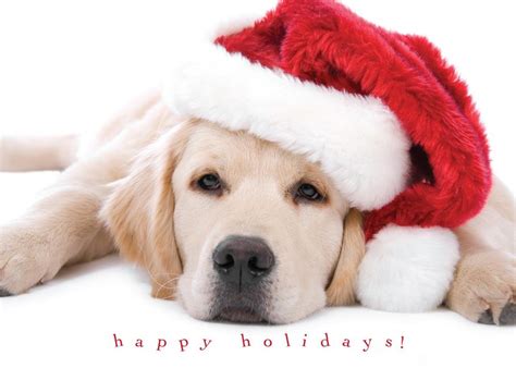 Postales de animales para Navidad - AnimalesMascotas