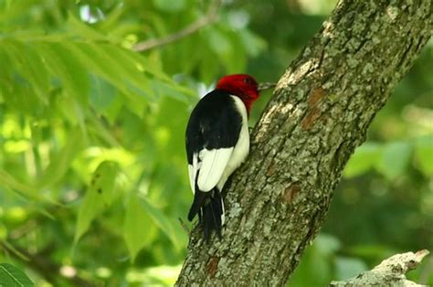 Red-Headed Woodpecker | Also got this at the Golf Course! Un… | Flickr