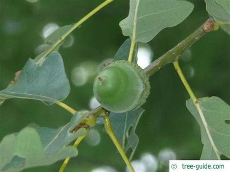 Sessile Oak | Quercus petraea