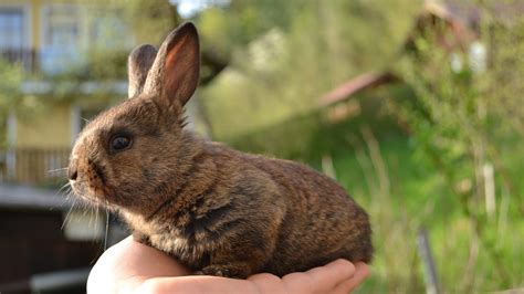 All About Rabbit Colors - Everbreed