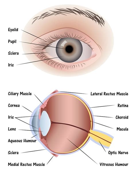 Anatomy of the Human Eye