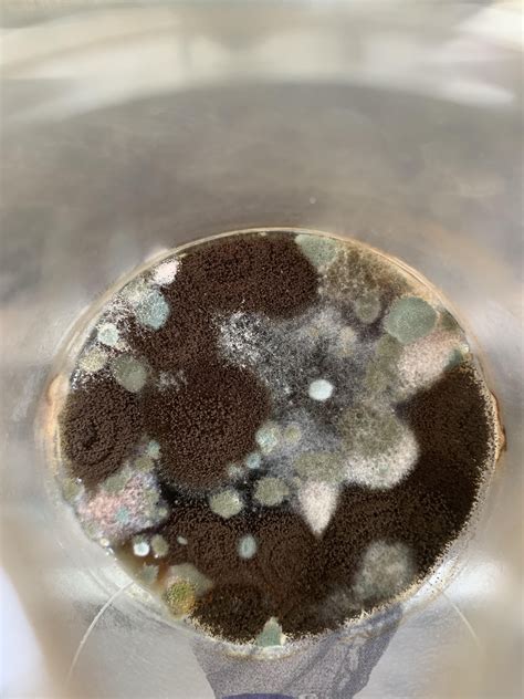 Coffee culture update : r/microbiology