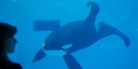 What Life Is Like for Orcas in Captivity